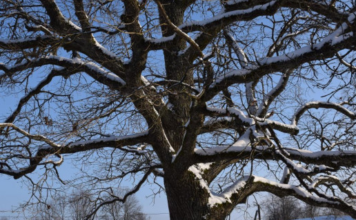 4_Vaišniūnų ąžuolas foto A.Panavo_r1.jpg